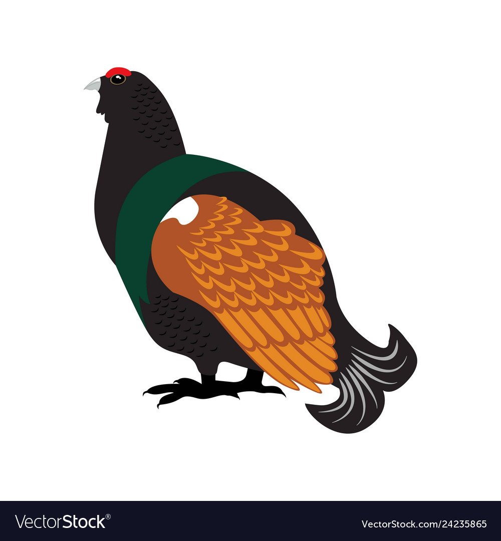 Глухарь птица на белом фоне