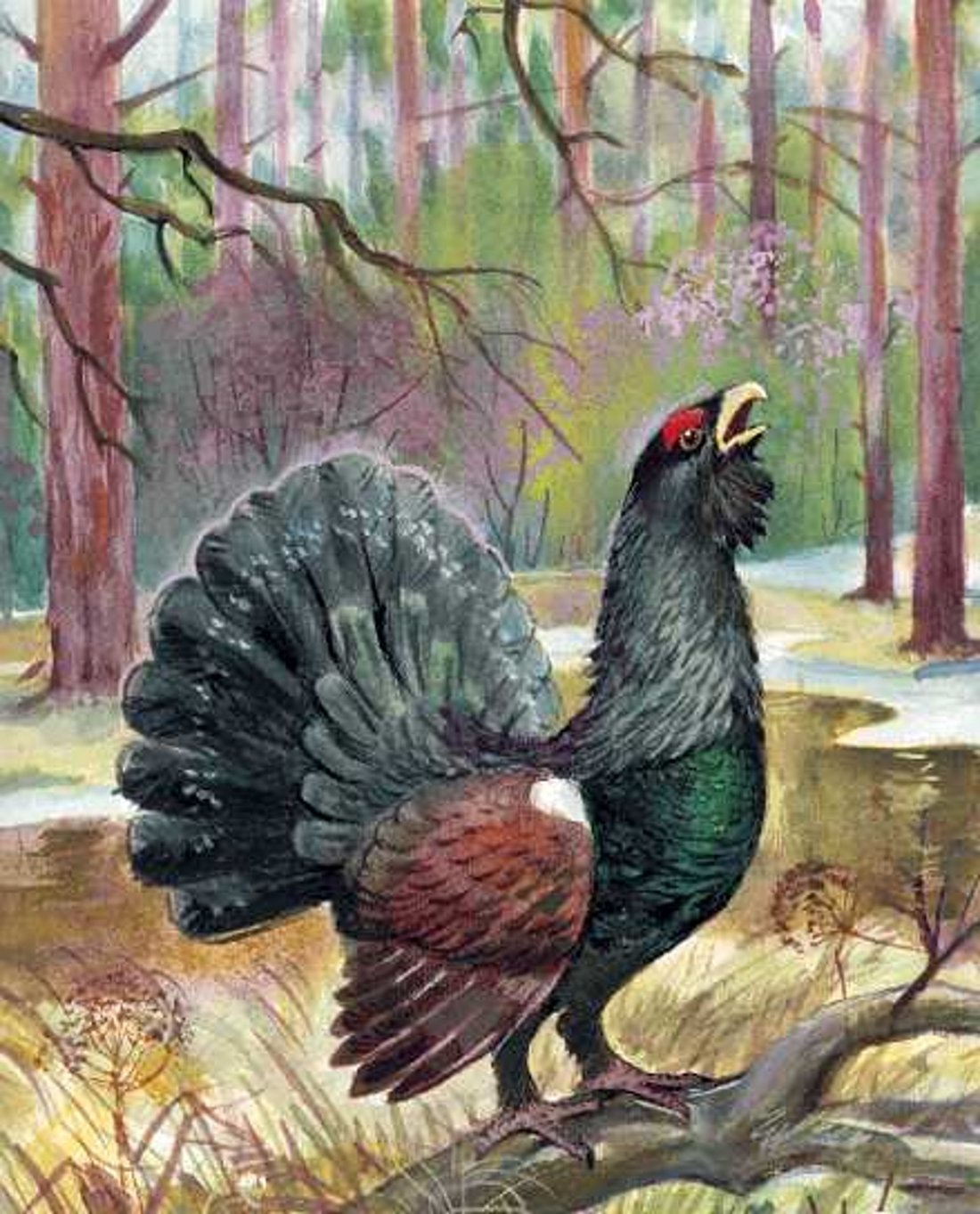 Терентий тетерев птица