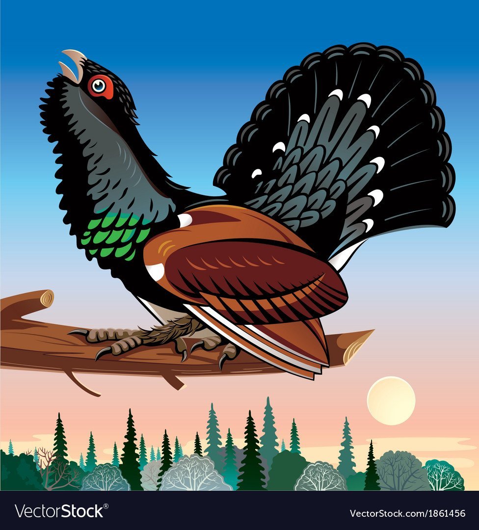 Глухарь птица вектор