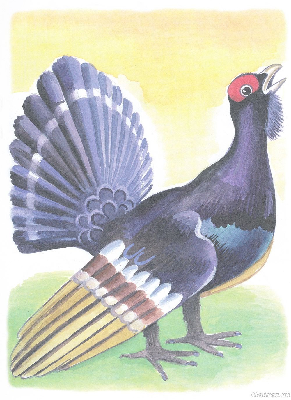 Глухарь рисунок для детей