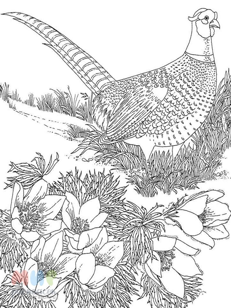 Фазан раскраска