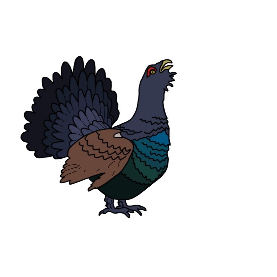 Глухарь вектор