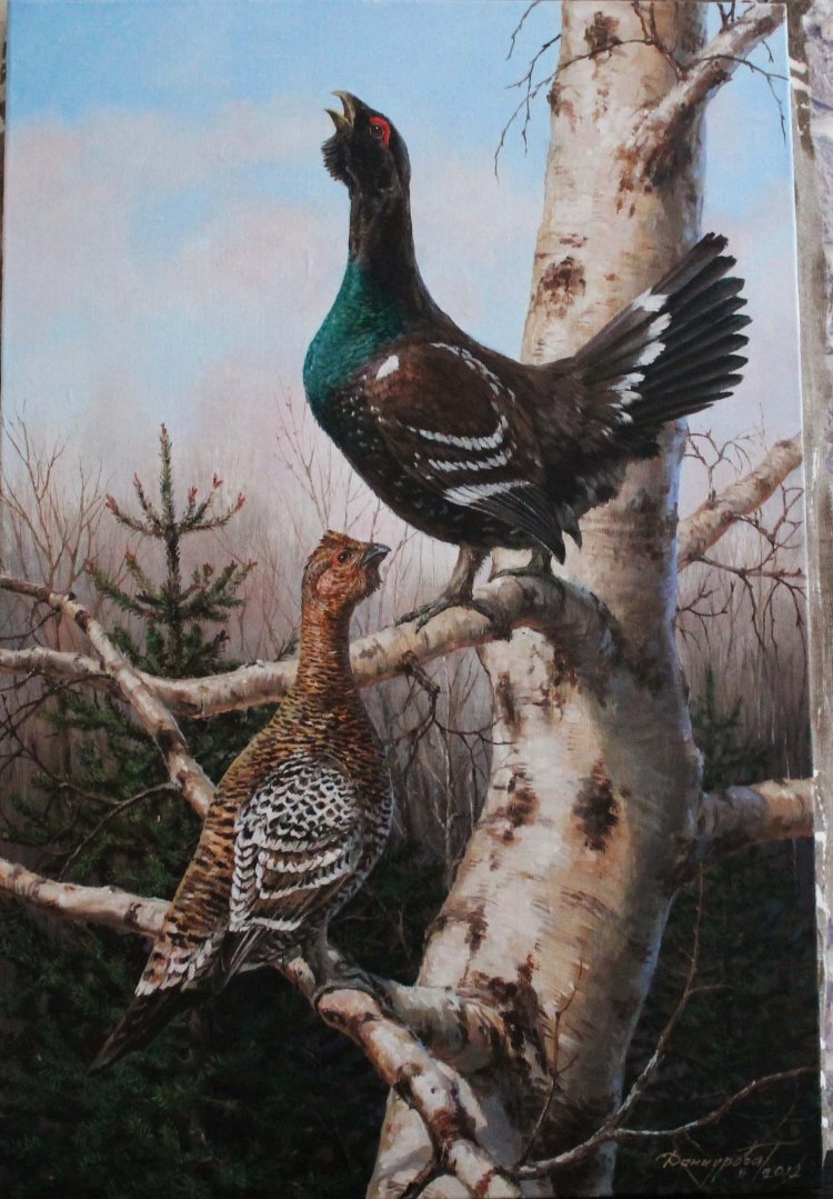 Тетерева на току Данчурова