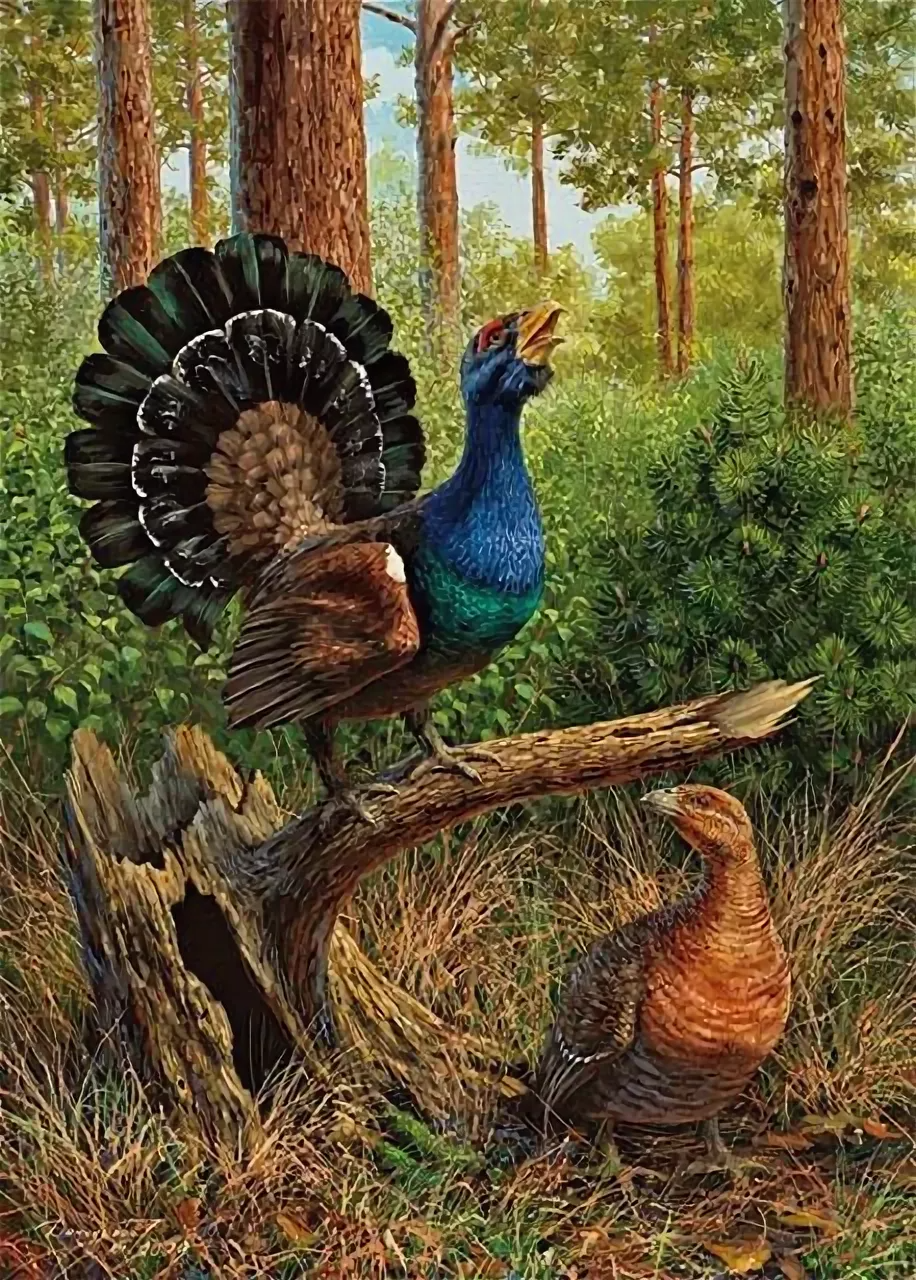 Глухарь живопись