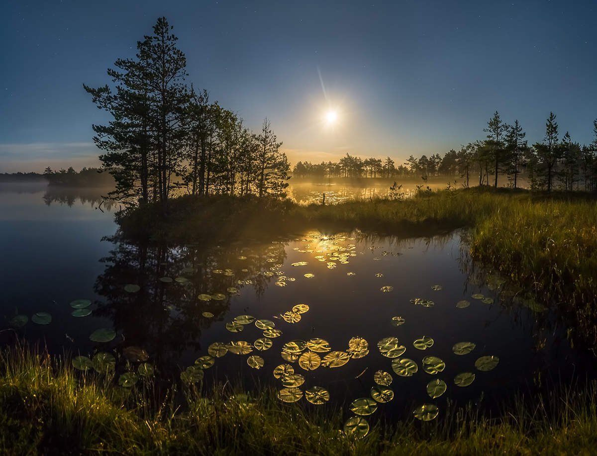 Летняя ночь картинки