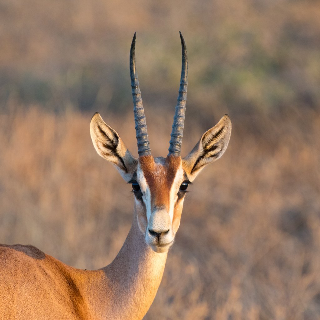 Gazelle животное