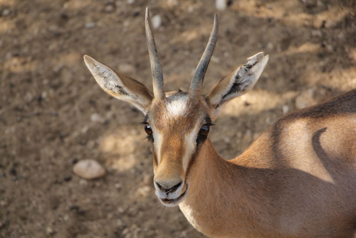 Sandy Gazelle