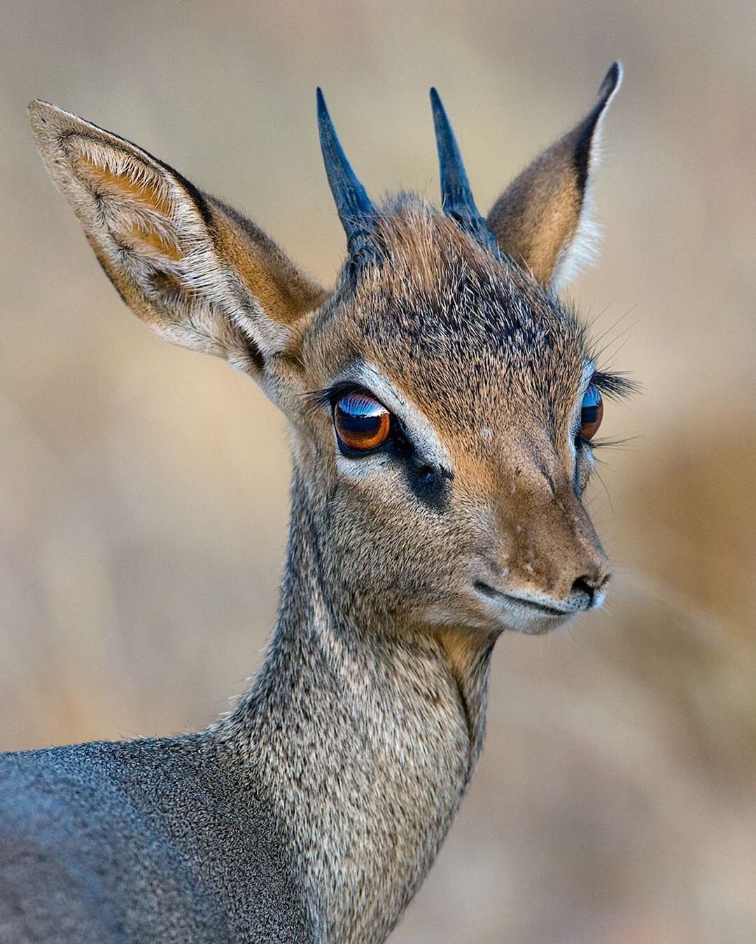 Джейран самец