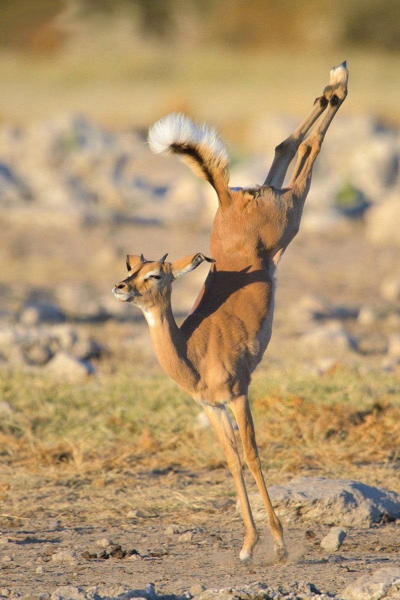 Африканская антилопа Импала