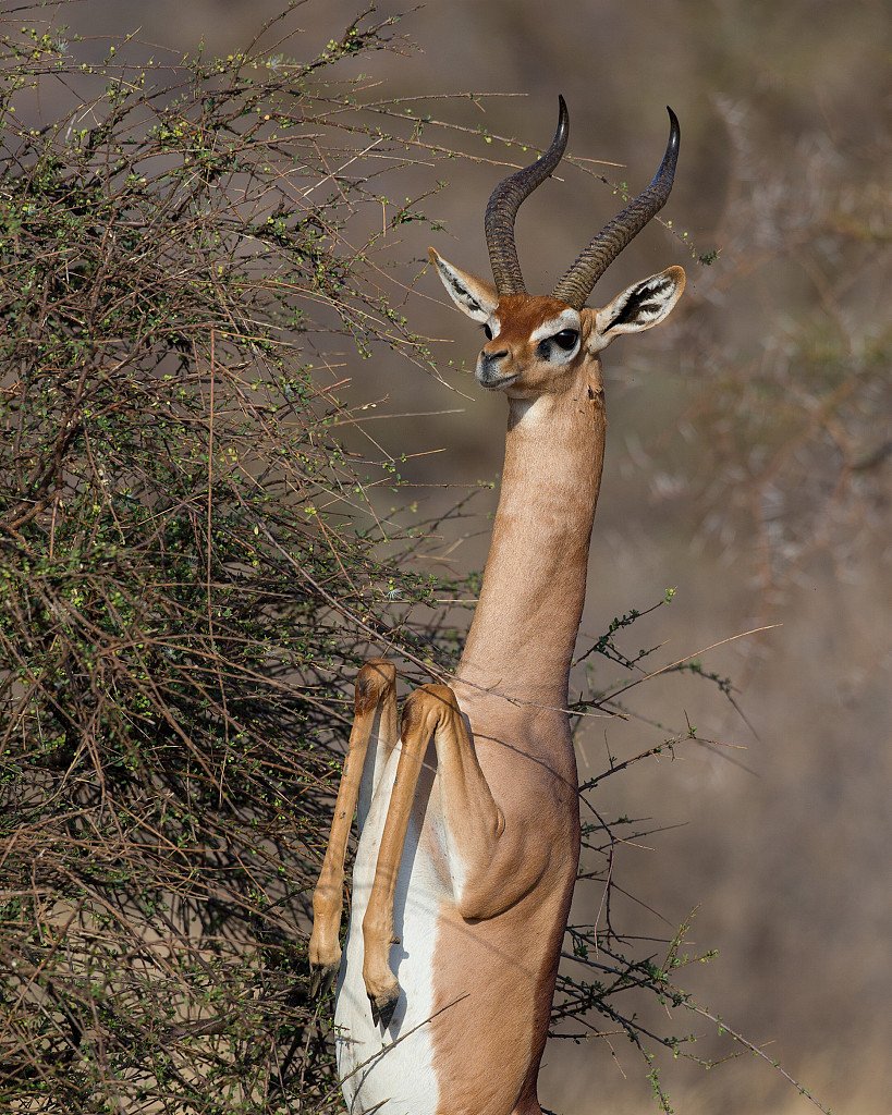 Суни (антилопа)