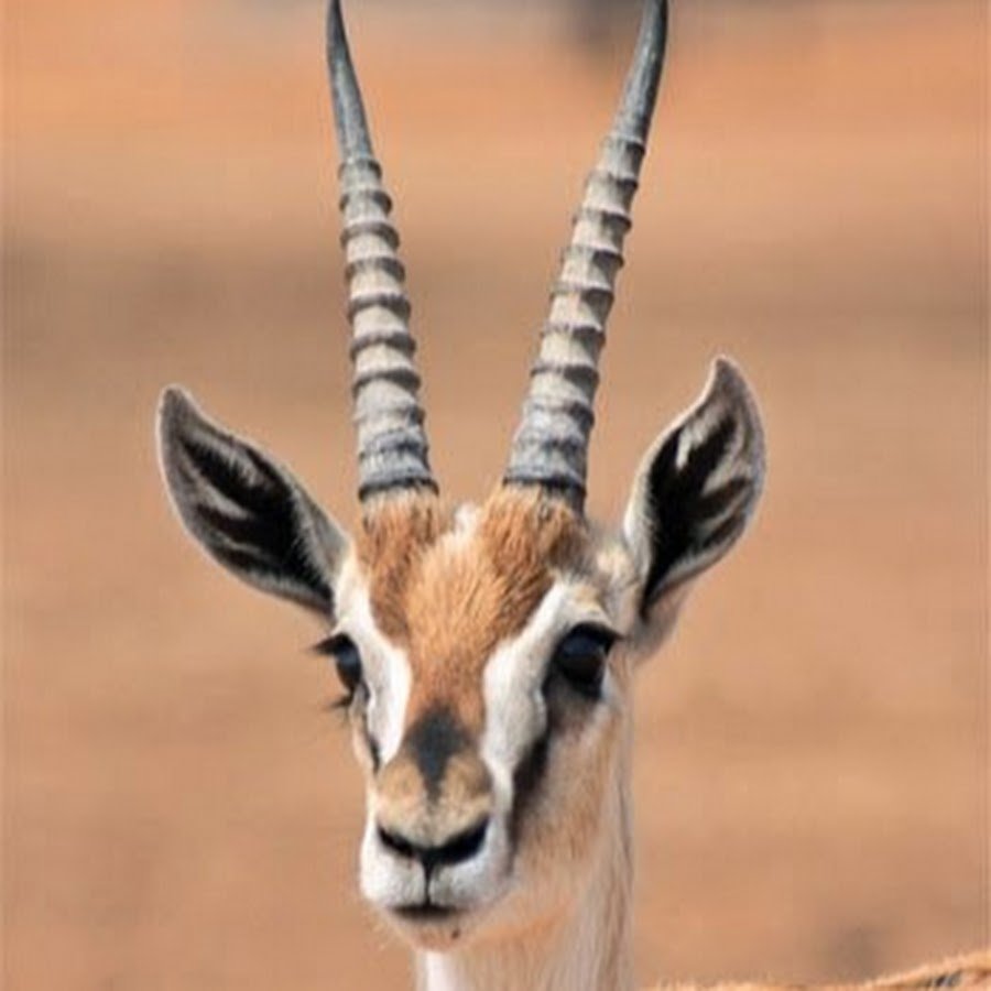 Африканская чернопятая антилопа Импала