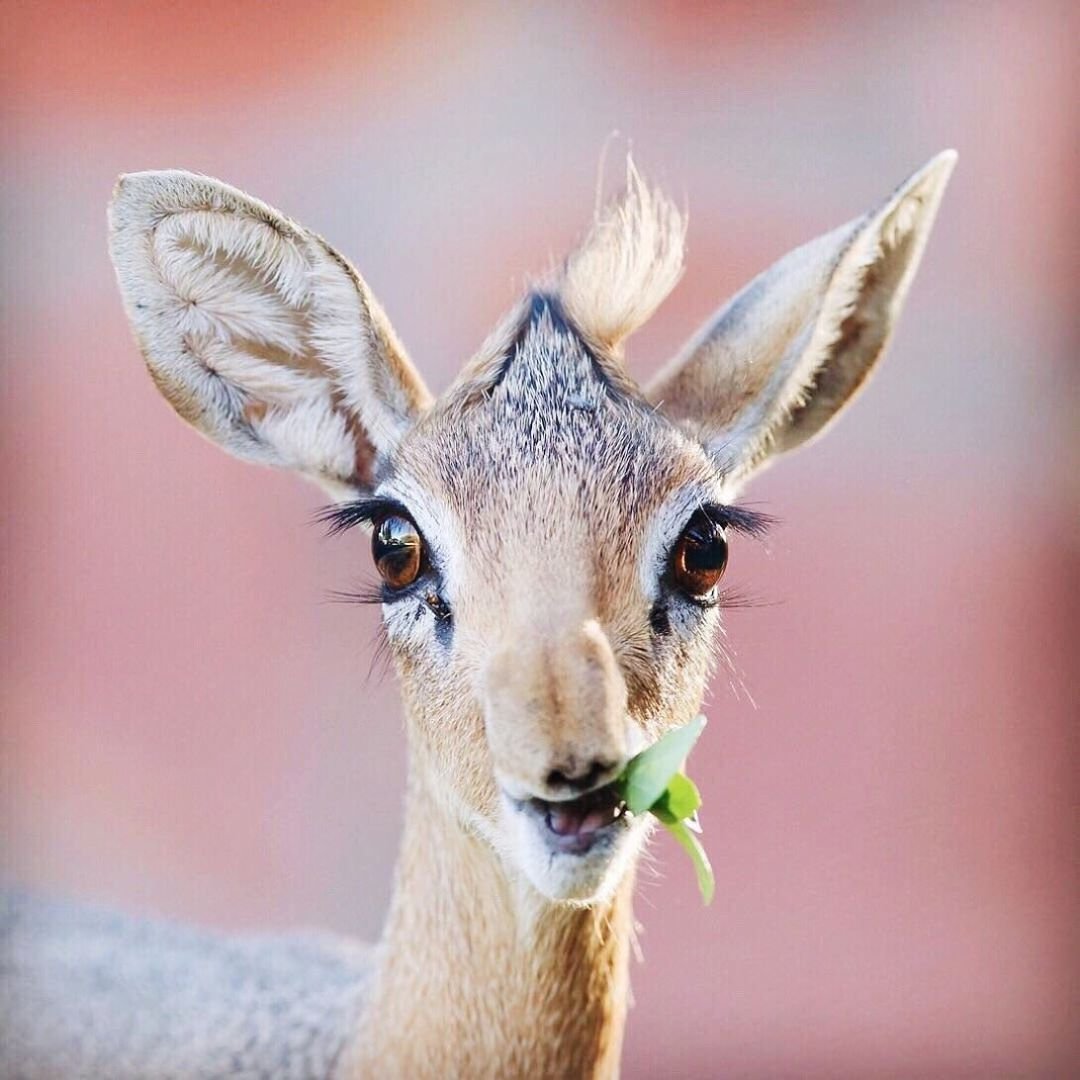 Газель животное скорость бега