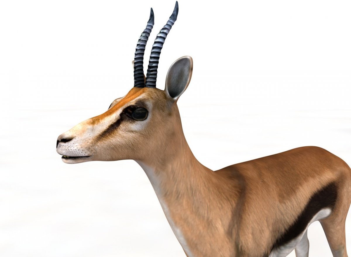 Рога антилопы Импала