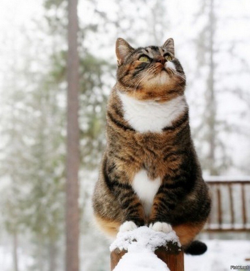 Статусы про весну прикольные