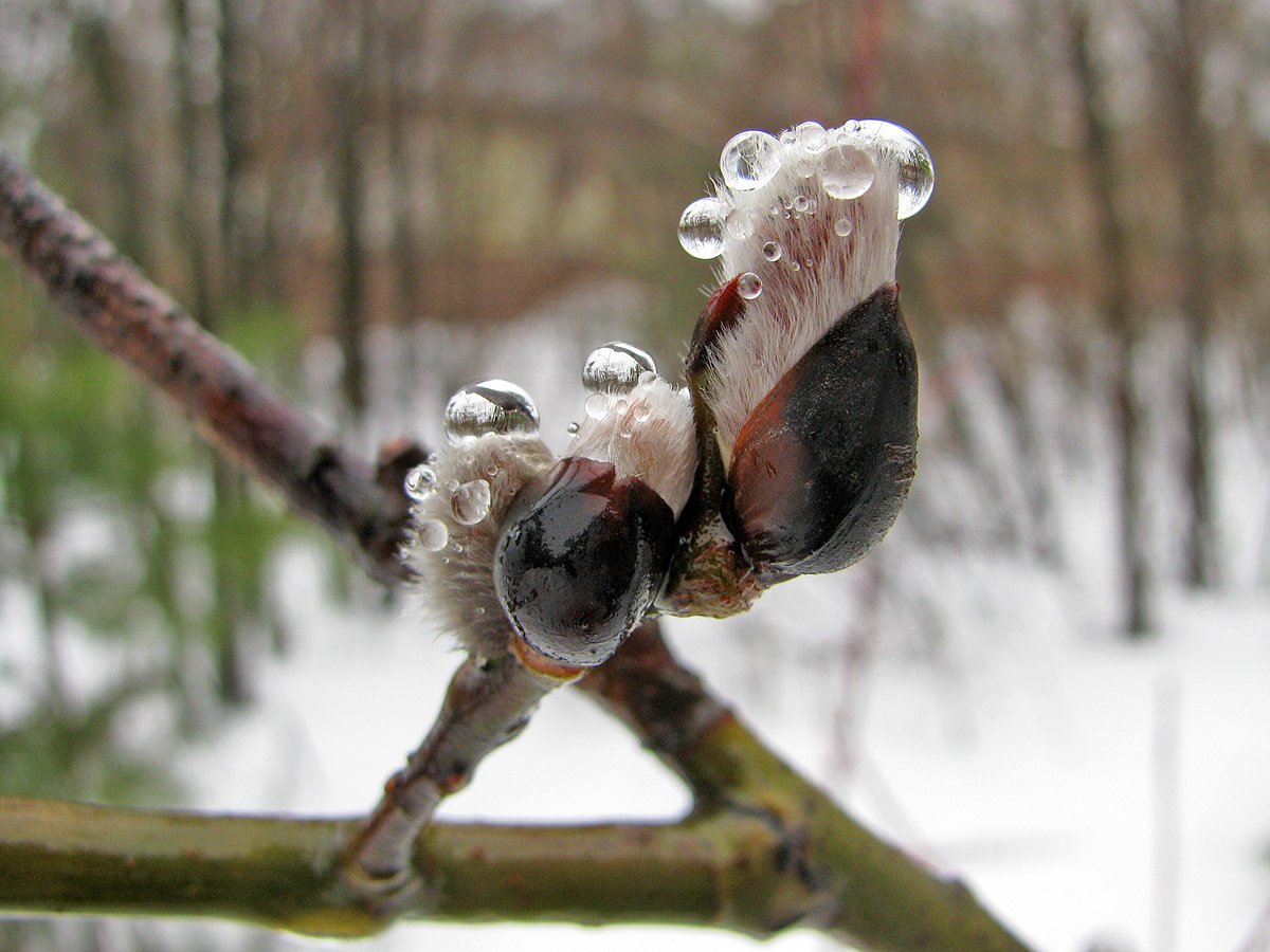 Кошка Весна