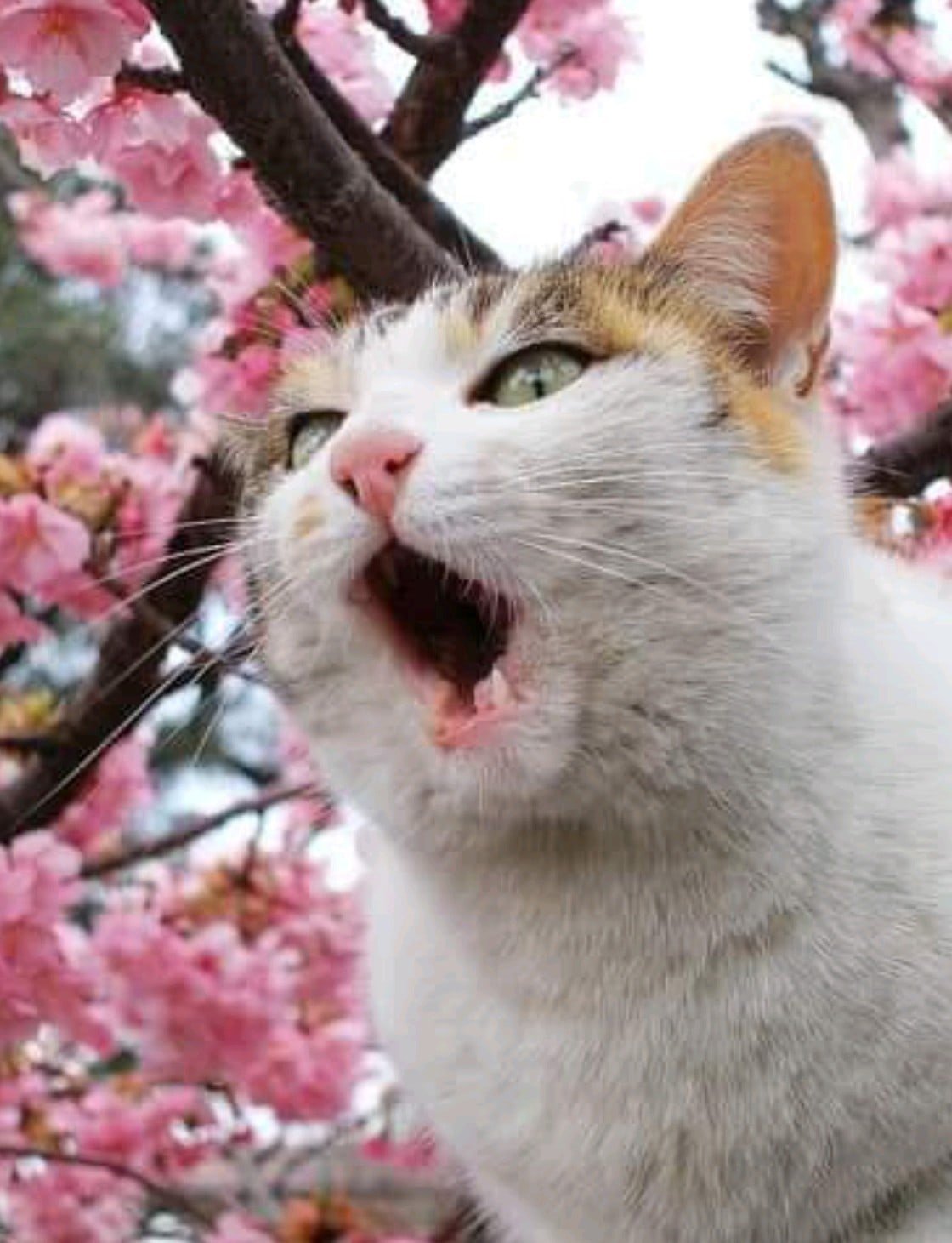 Цитаты про весну