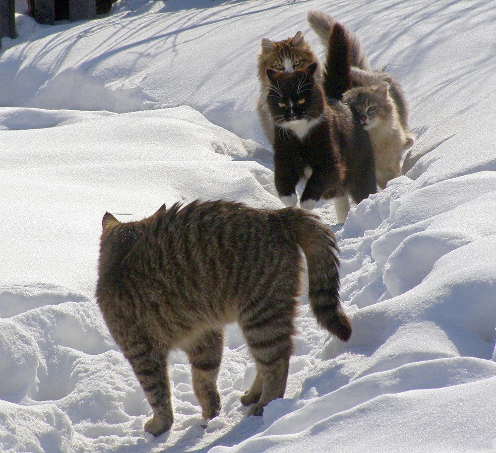 Весенние Веселые коты