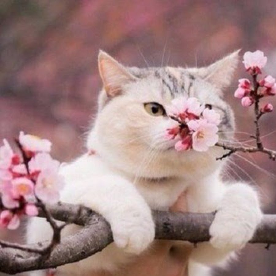 Мартовская кошка