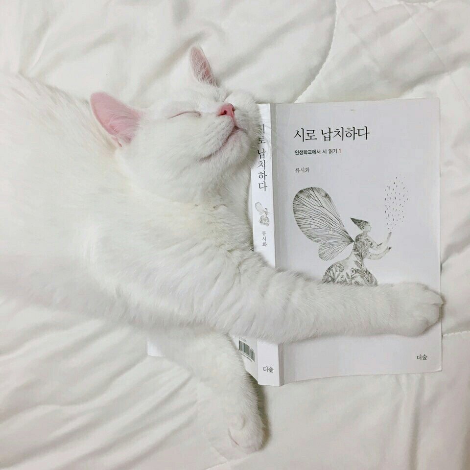 Кошка обнимает руку