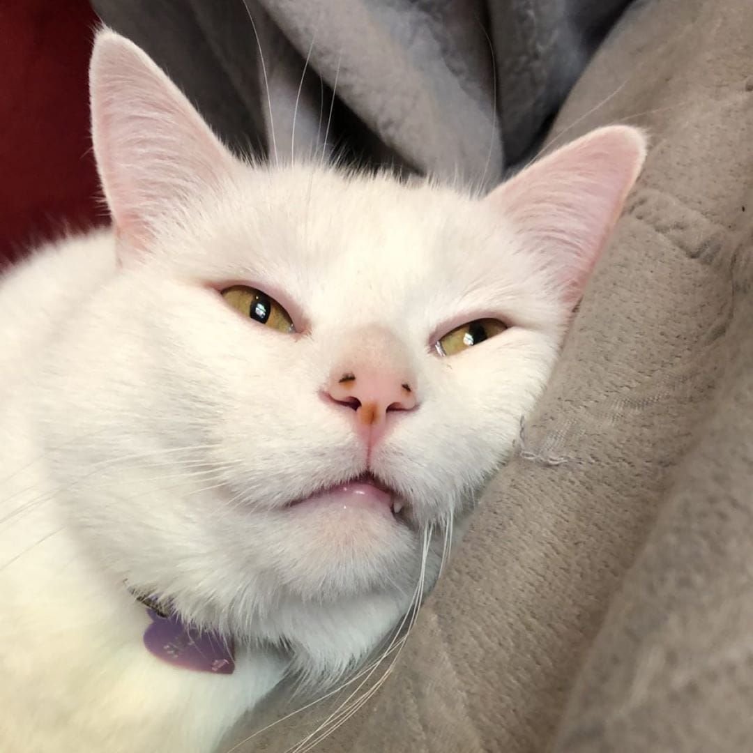 Милый котенок сохры