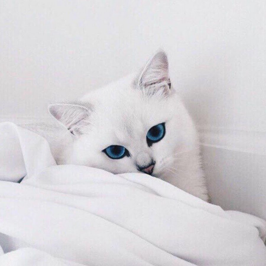 Порода Коби