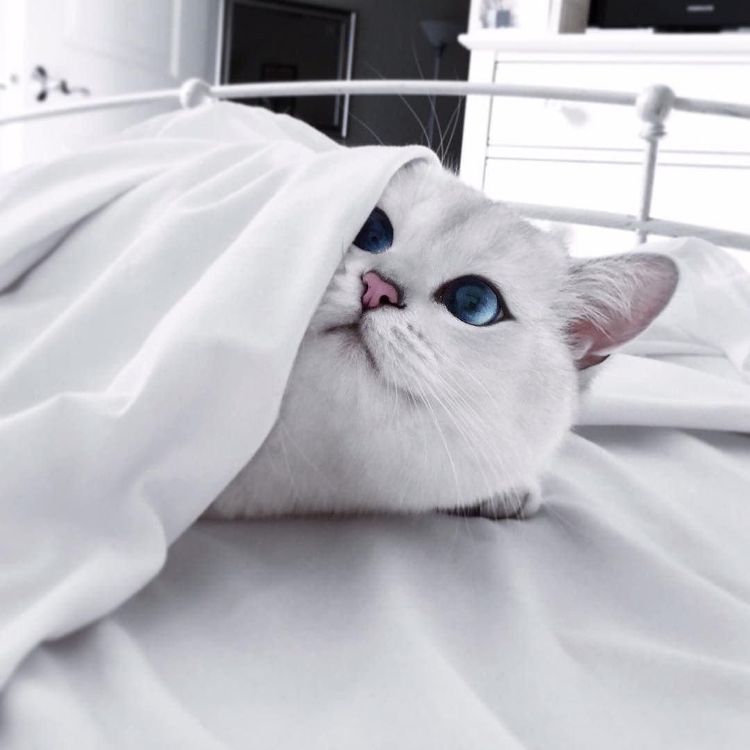 Белая кошка с зелеными глазами