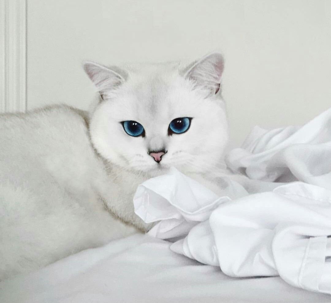 Британский кот белый с голубыми глазами пушистый