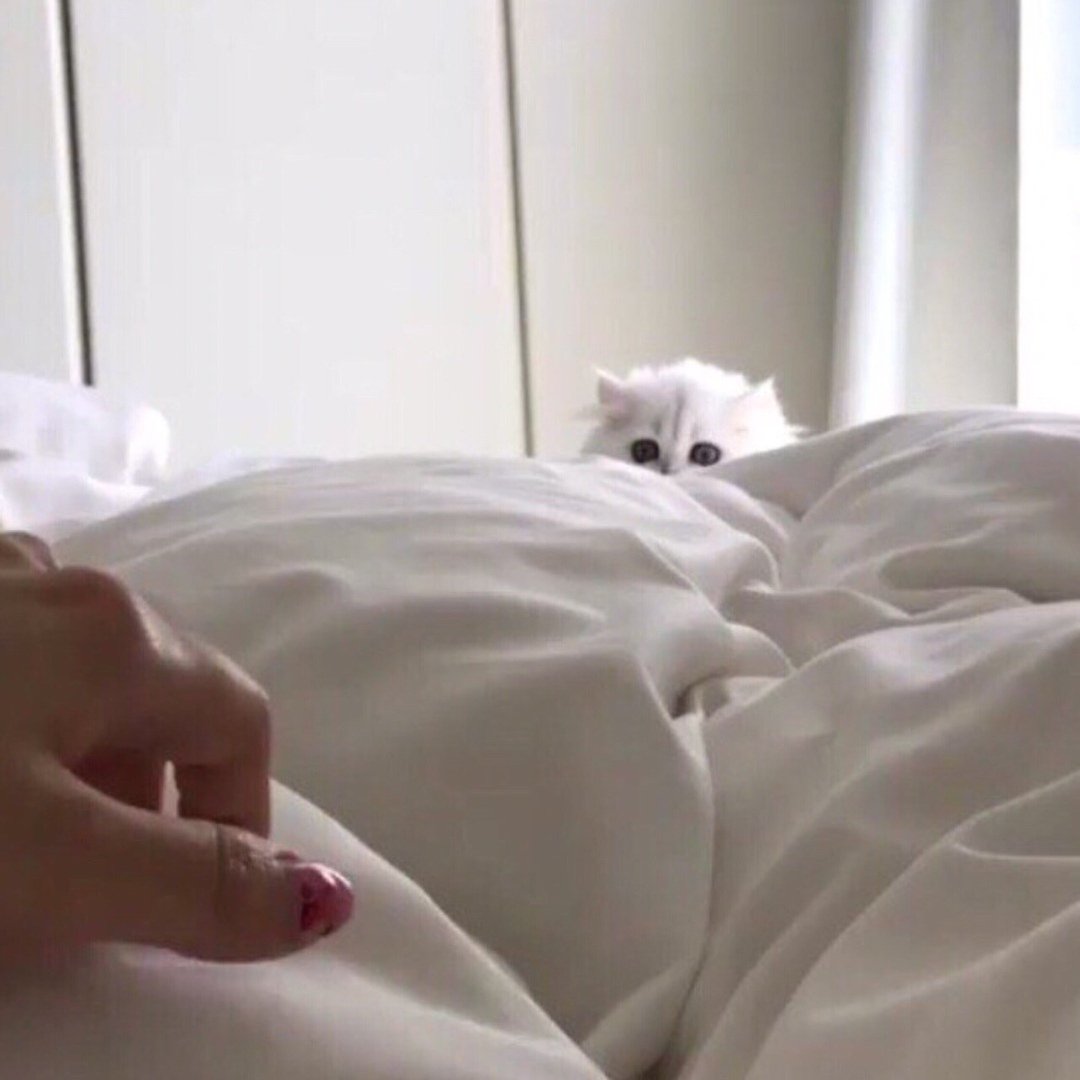 Эстетичный кот