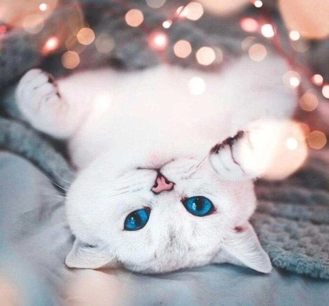 Кот плед кофе