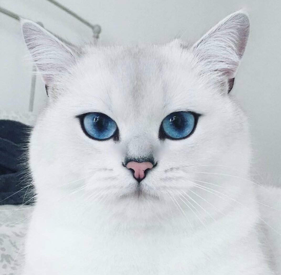 Британская шиншилла Коби