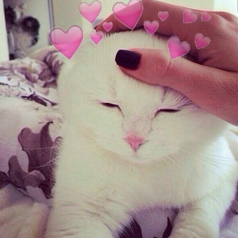 Белый котенок Эстетика