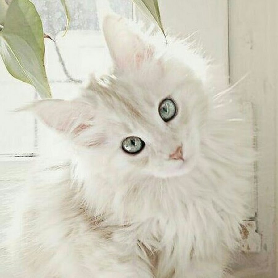 Белые котики картинки