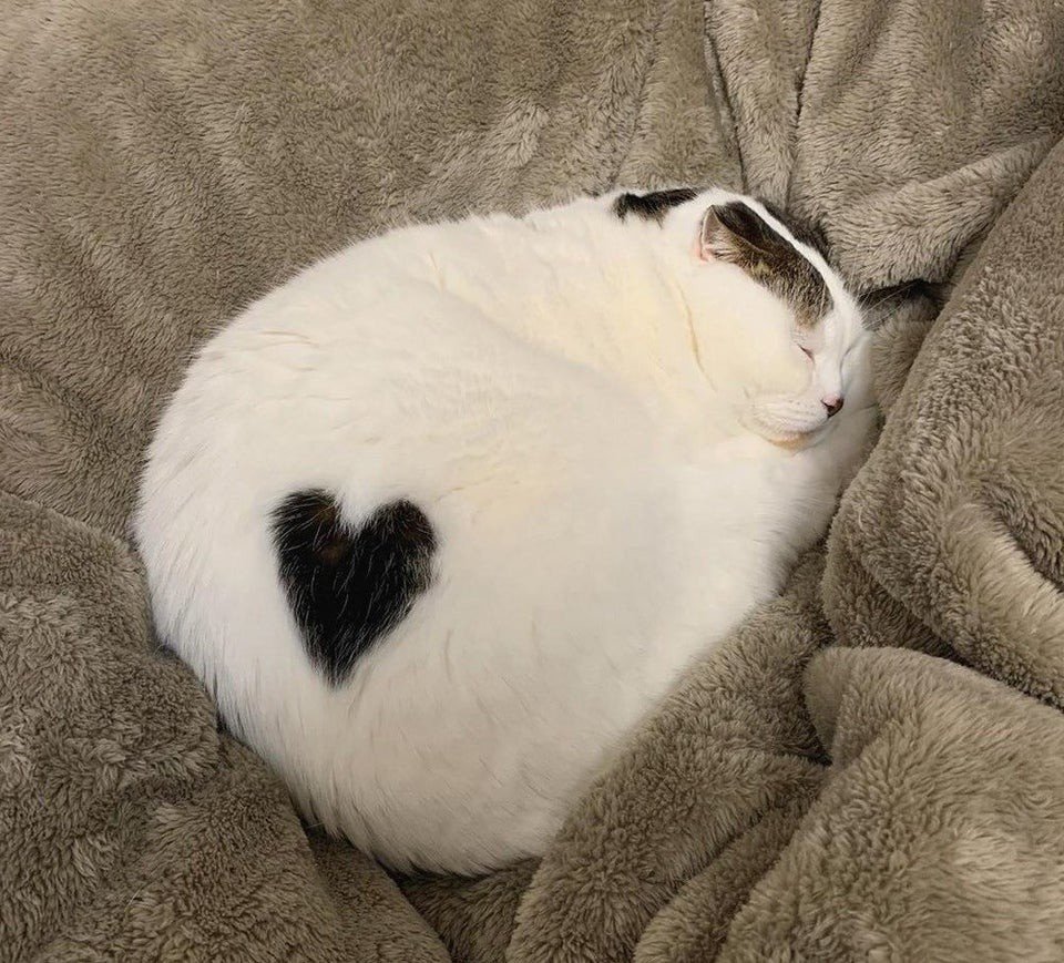 Коты Эстетика