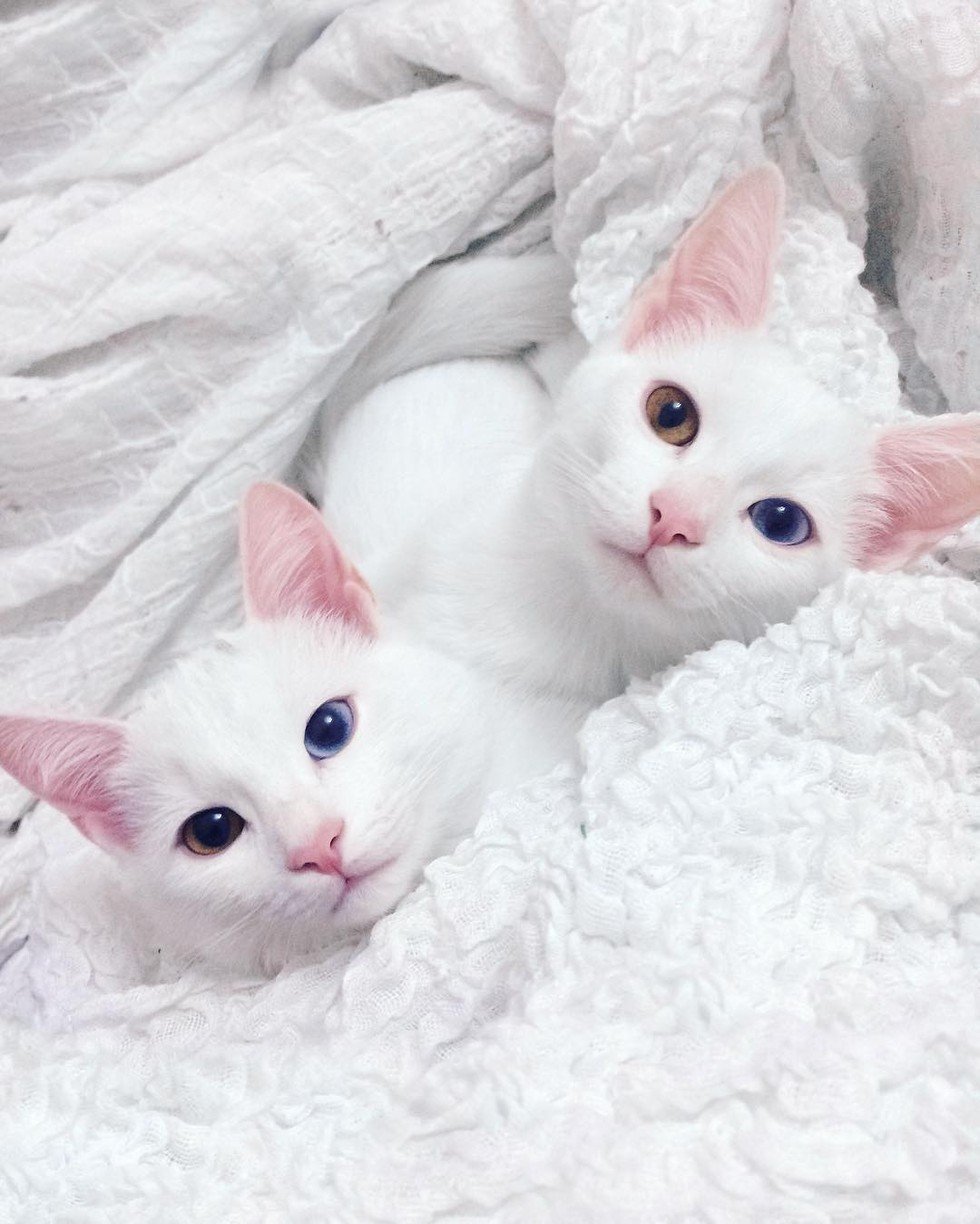 Белая кошка на коленях