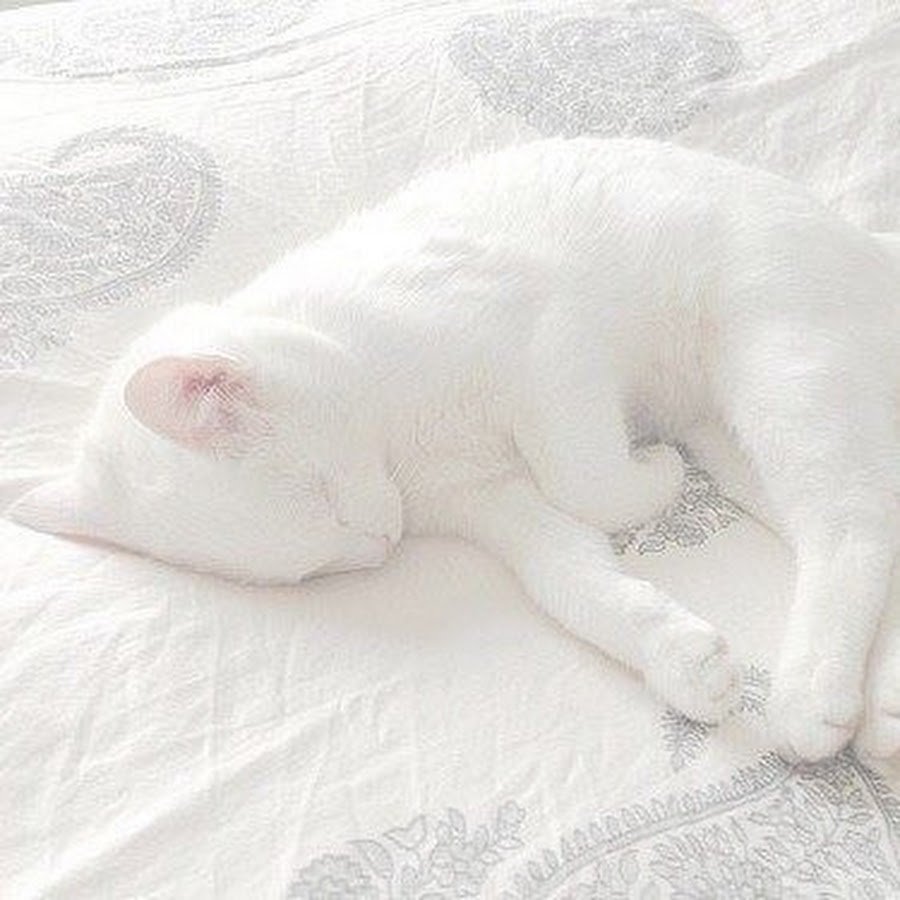 Кошка с сердечком