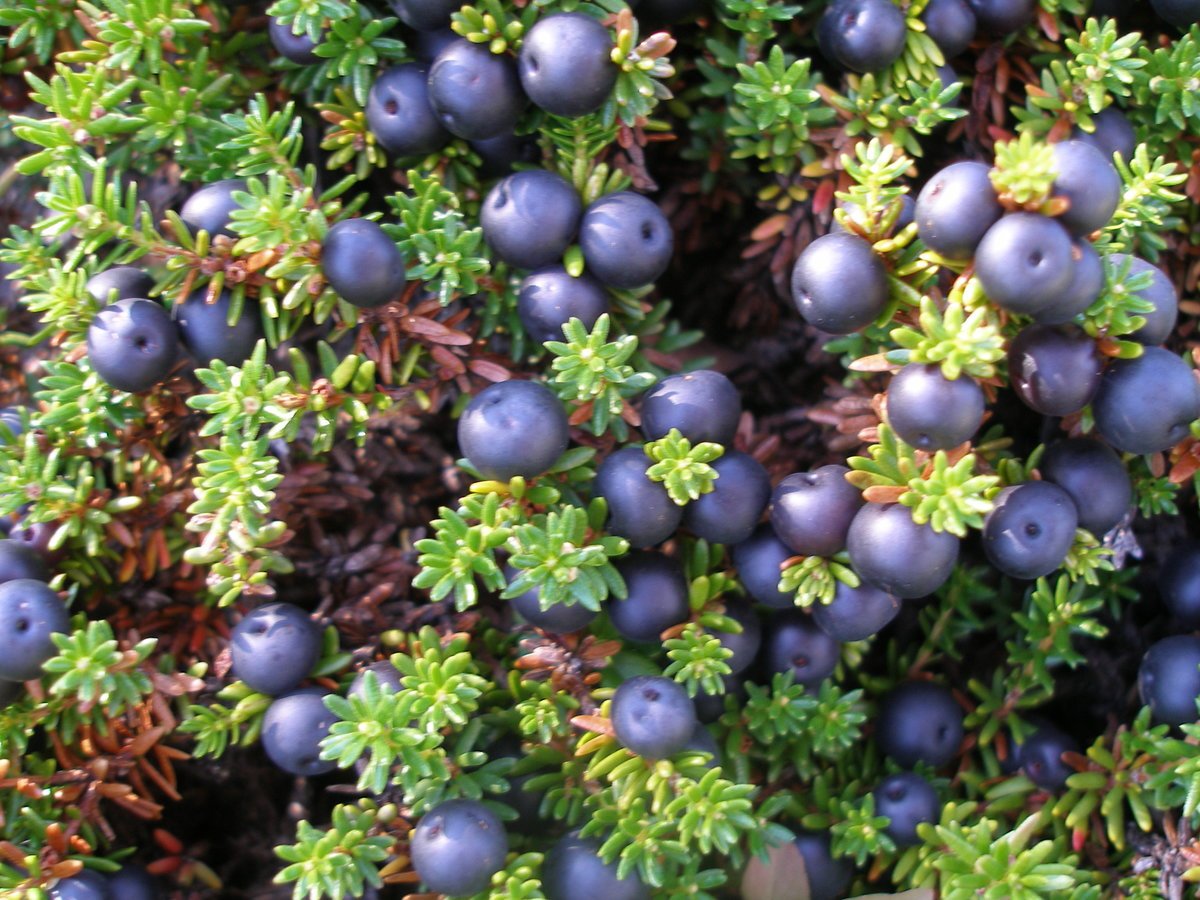 Еловый лес для детей