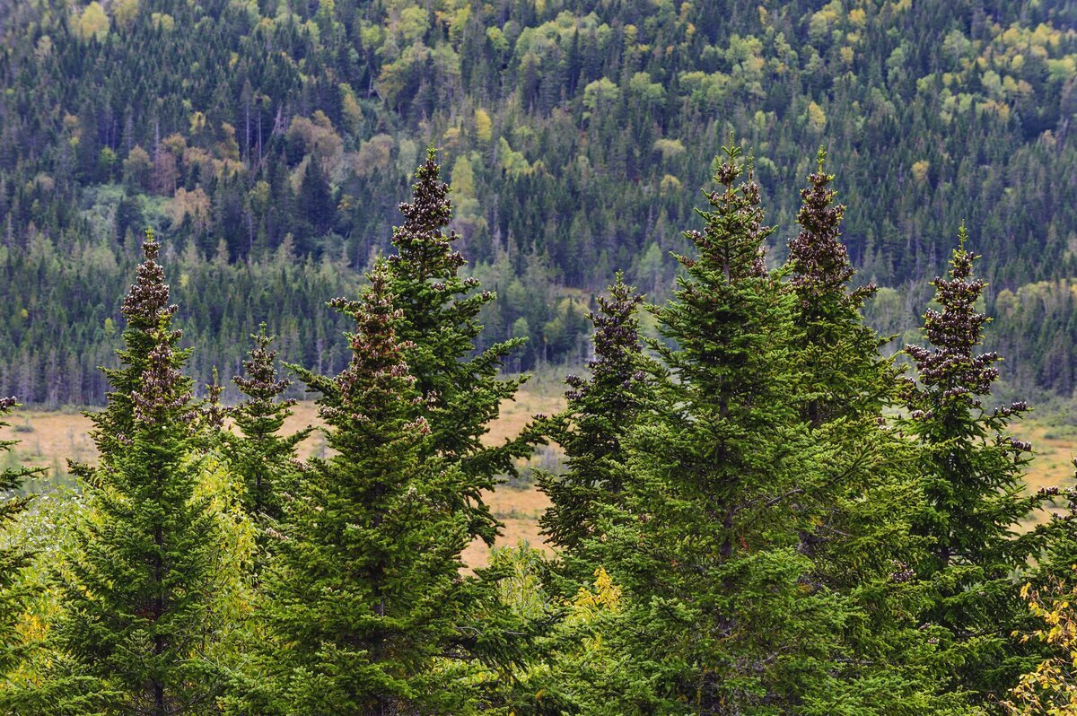 Водяника шикша