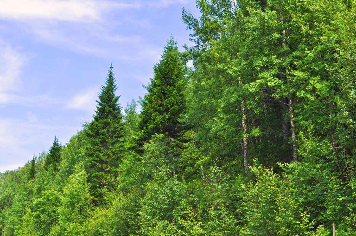 Флора сибирской тайги