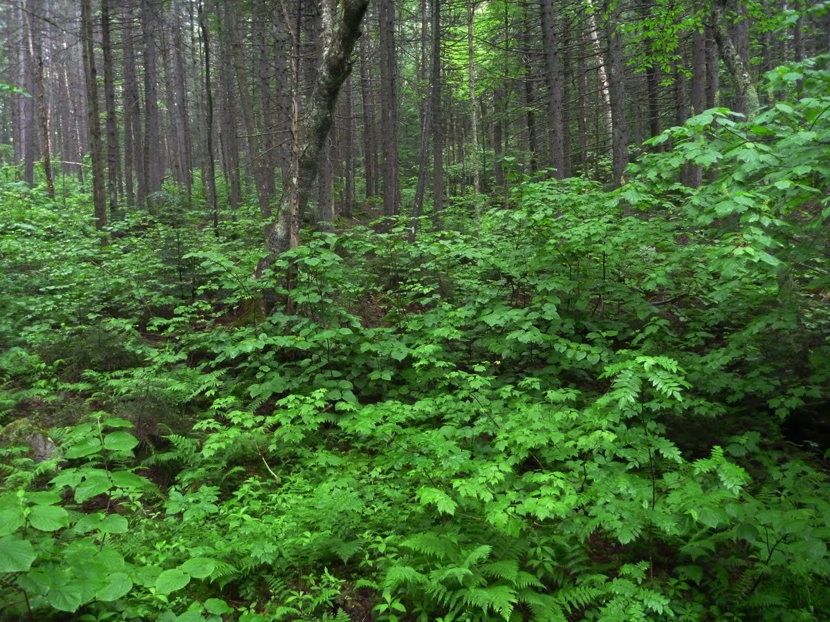 Пихта Уральская