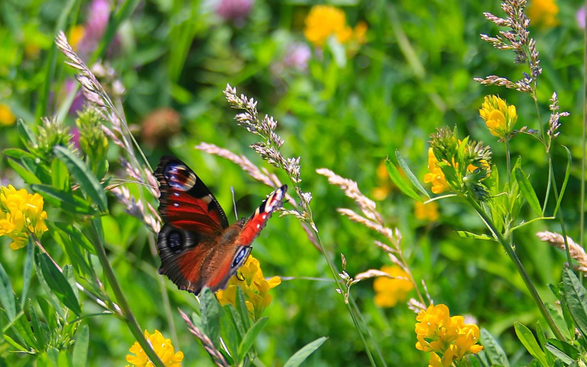 Лето июнь природа