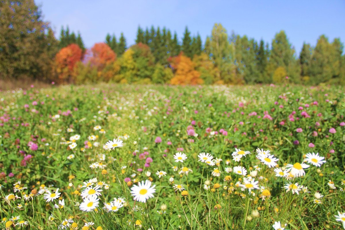 Июнь природа