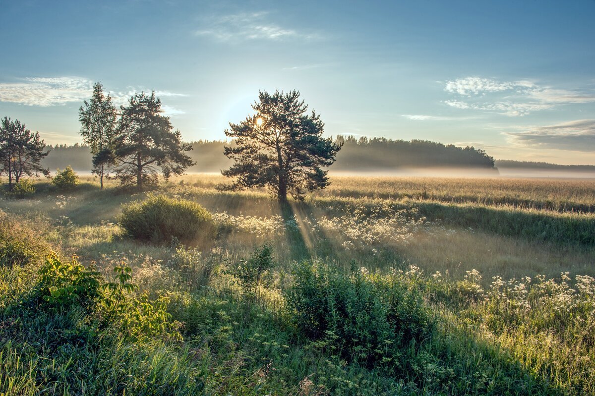 Летний пейзаж