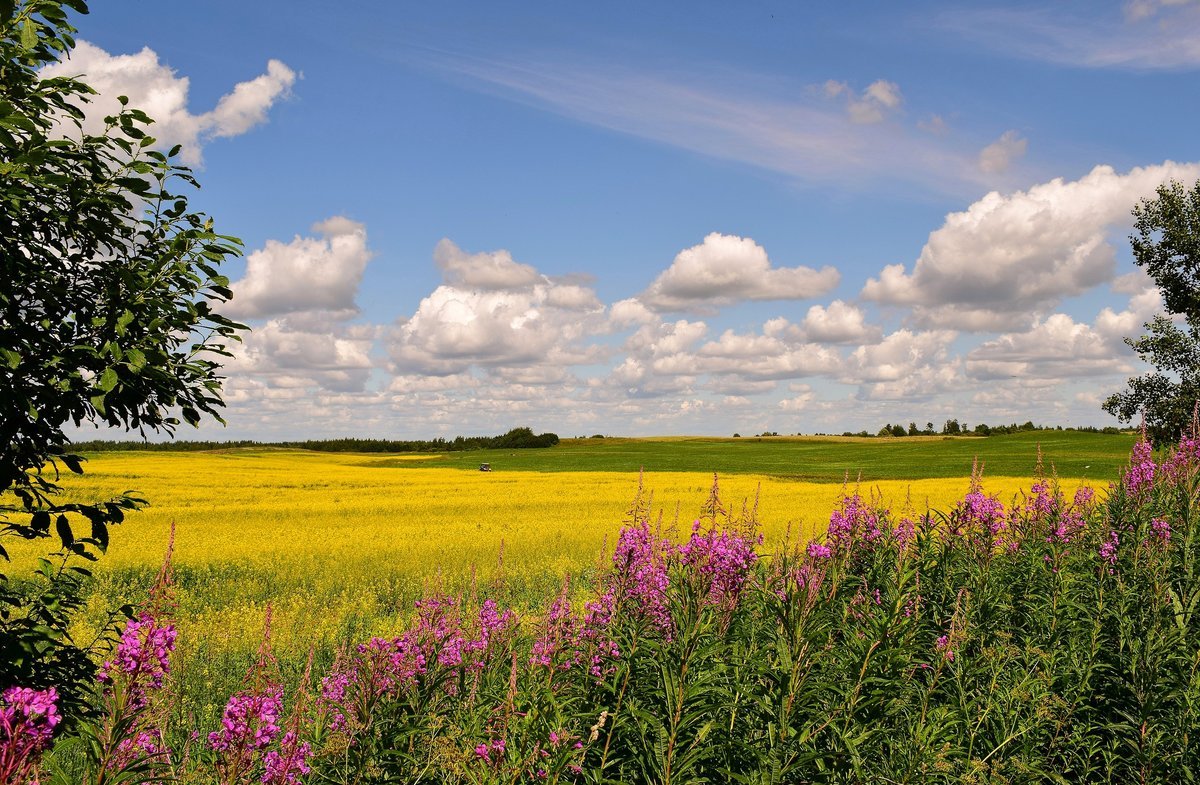 Пейзаж лето