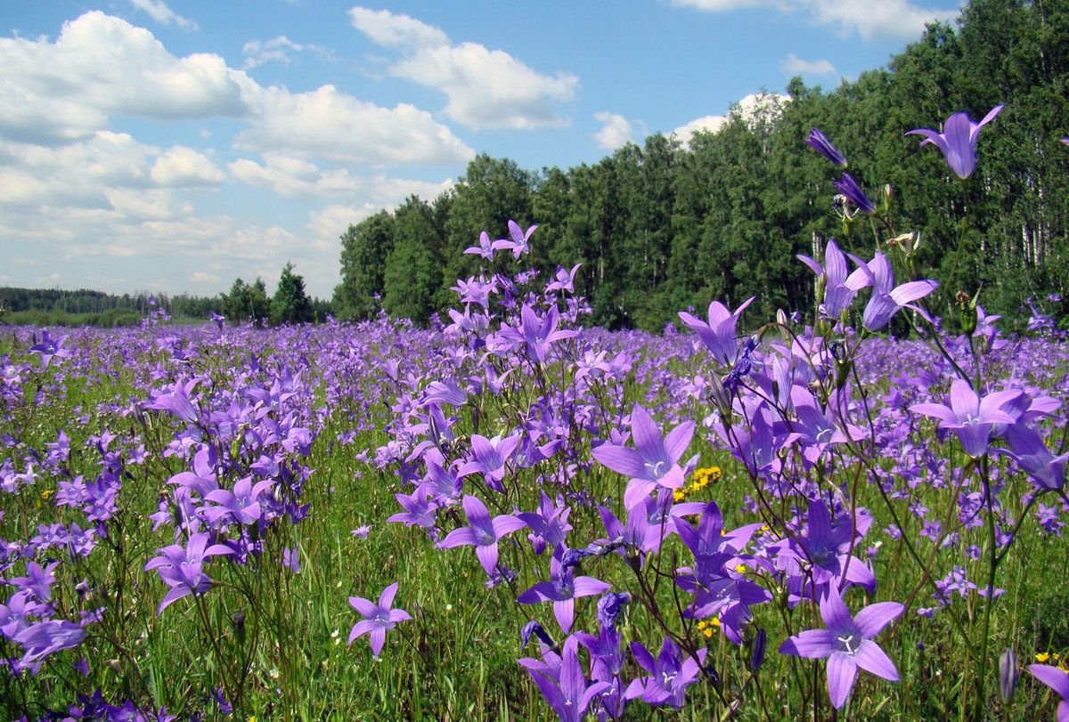 Полевые и Лесные цветы