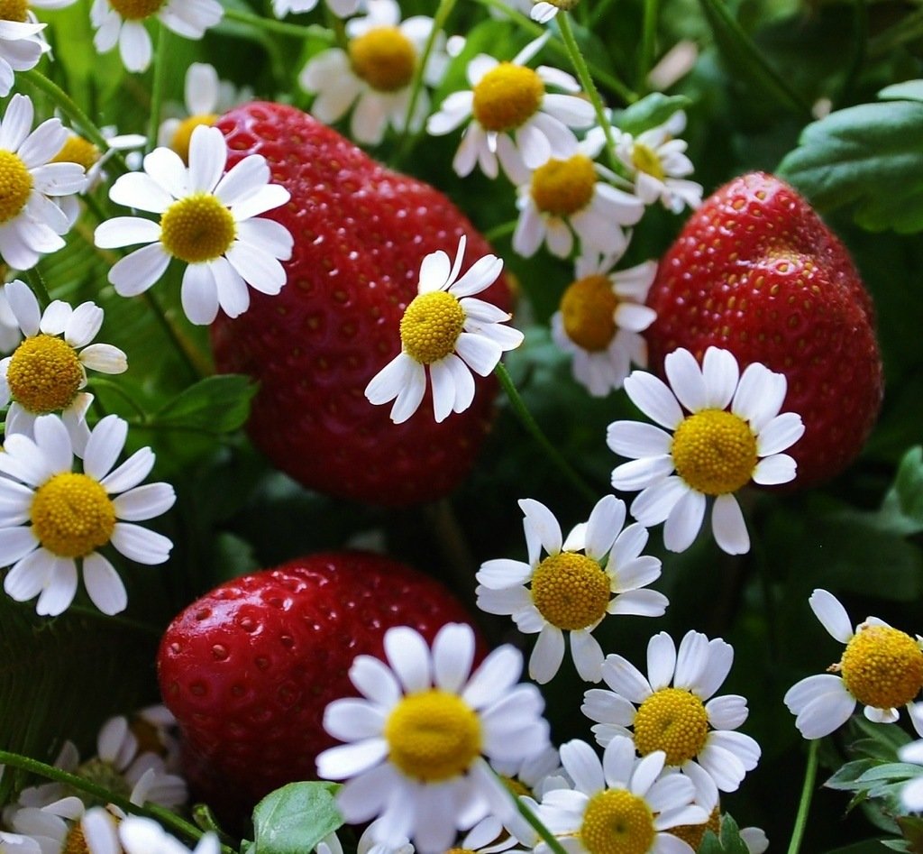 Летние июльские цветы