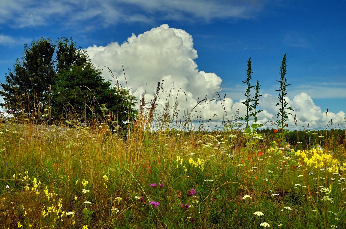 Июль природа