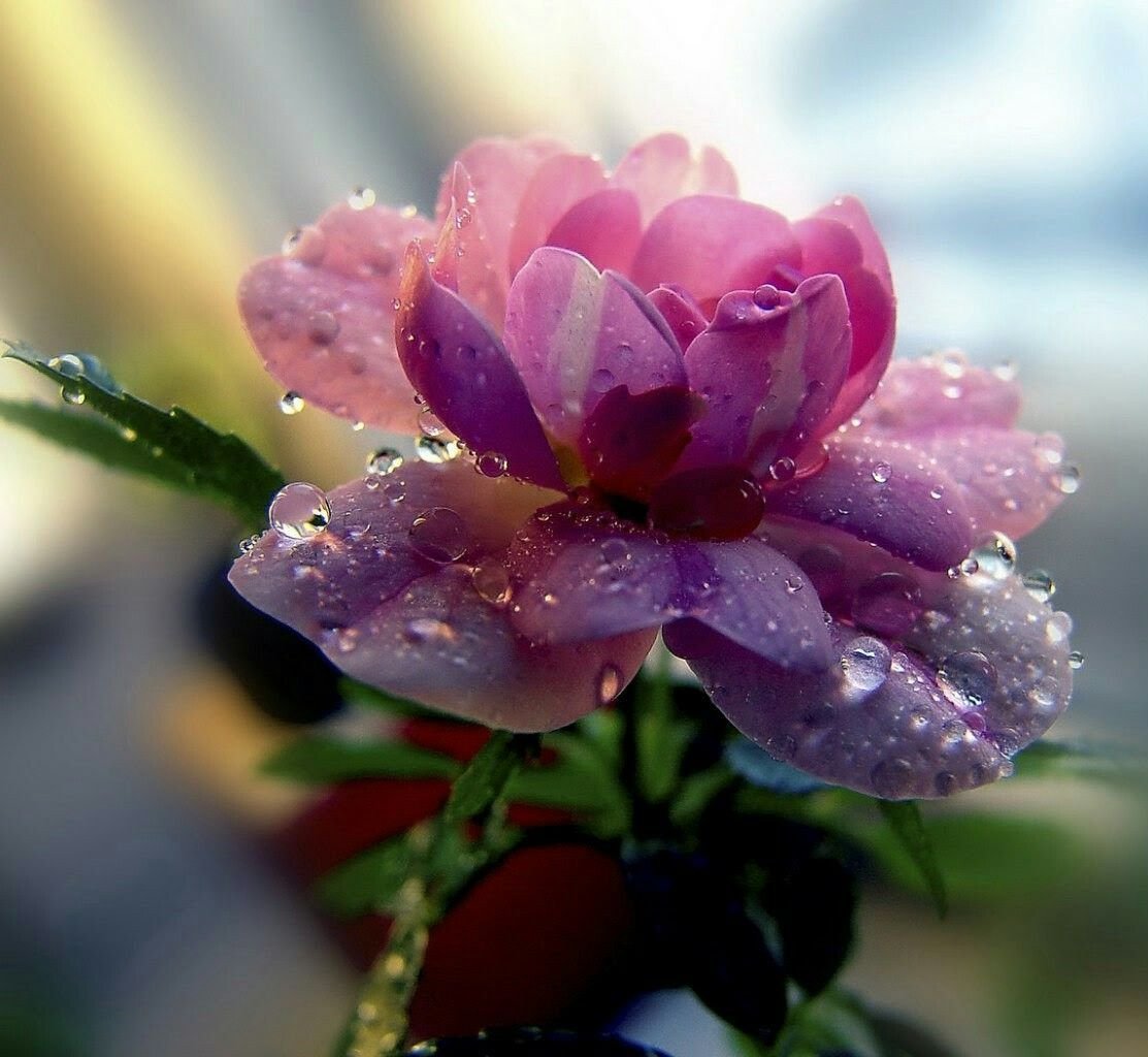 Душевные цветы