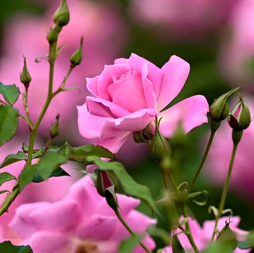 Букет цветов для настроения