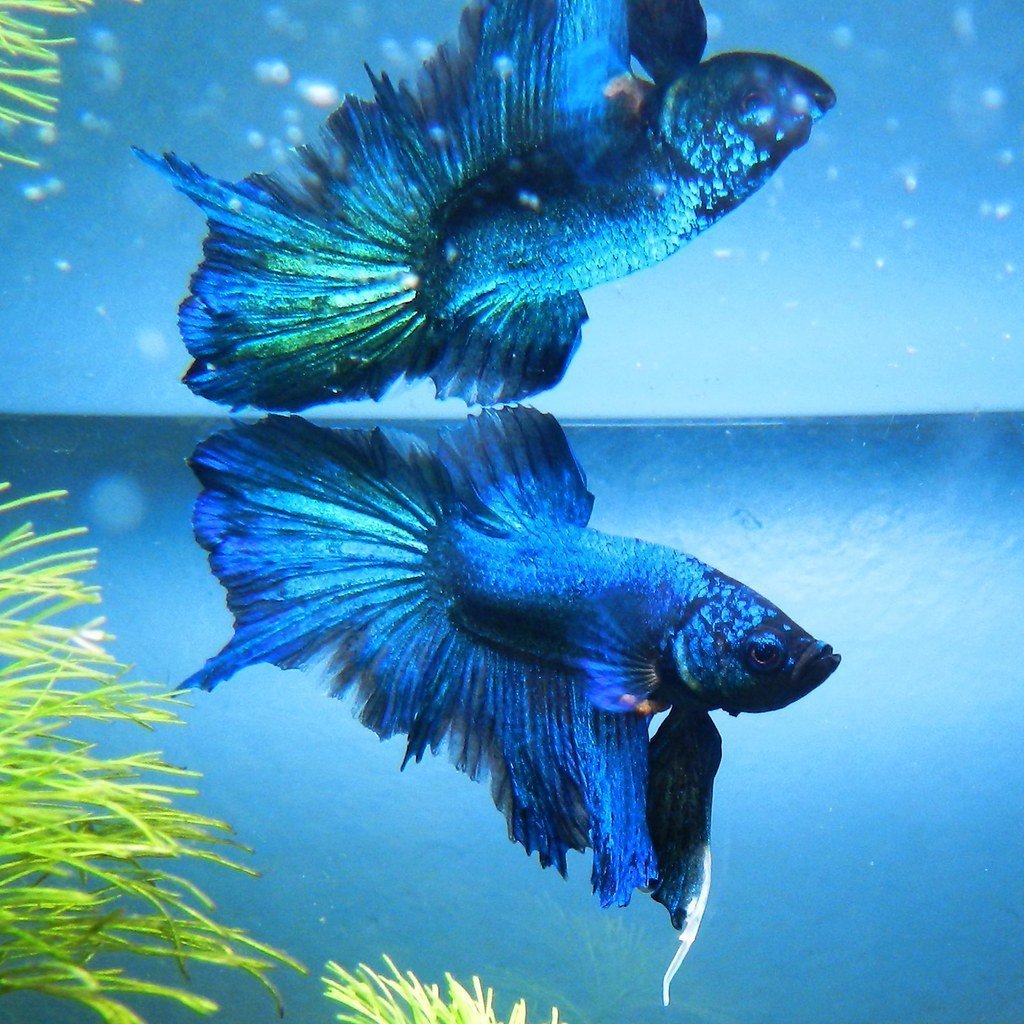 Рыбка вуалехвост синяя