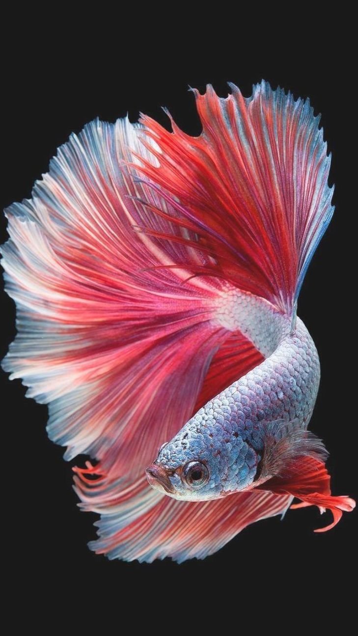 Сиамские бойцовые рыбки